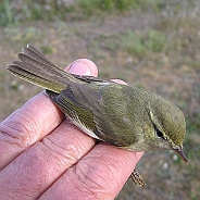 Lundsångare, Sundre 20110605